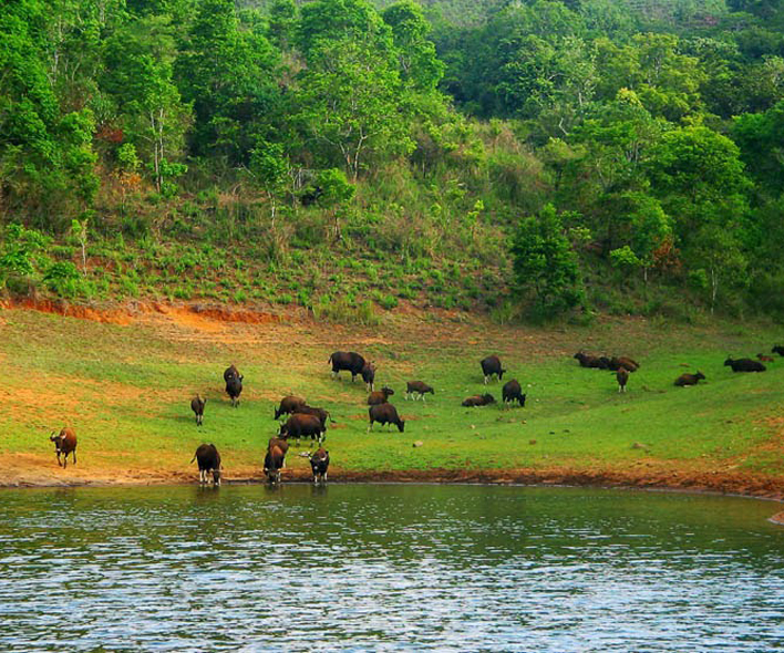 thekkady